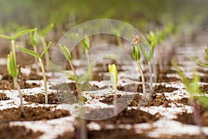 Closeup seedlings potted in peat tray. Young seedlings in spring