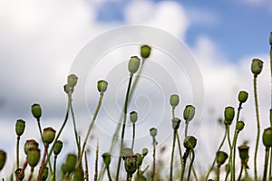 closeup of Seedpods of te corn poppy flower, selective focus with beige boke background - Papaver rhoeas