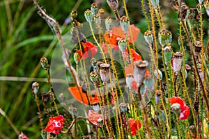 closeup of Seedpods of te corn poppy flower, selective focus with beige boke background - Papaver rhoeas