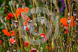 closeup of Seedpods of te corn poppy flower, selective focus with beige boke background - Papaver rhoeas