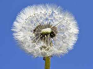 Closeup of seeds of dandelion