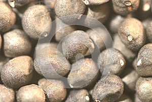 Closeup of seeds of Kapok tree or Ceiba pentandra or Silk-cotton tree, India.