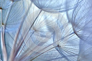Closeup of seeds with umbrellas.Gentle pastel blue floral background. Beautiful abstract macro photo of a big dandelion