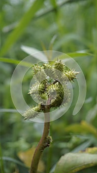 Closeup of seeds of Xanthium strumarium also known Ditchbur,Noogoora, Common, Rough, Burweed, European, Noogoora Burr,Noogoora bur