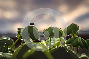 Closeup and selective focus on drops on leaves of sour clover (Oxalis pes-caprae) with remainder in bokeh photo
