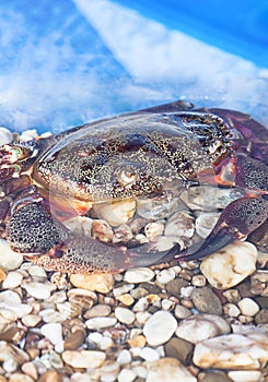 Closeup and Selective Focus of Giant Mud Crabs