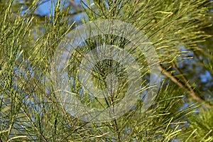 Closeup and selective focus image of casuarina plant leaves