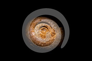 Closeup selective focus of one old ancient shell spiral fossil against black background.