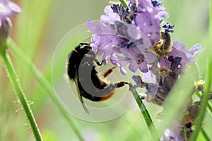 Closeup selective focus shot of a bee on a lavender flower with a green background