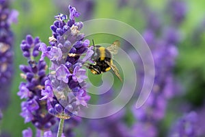 Closeup selective focus shot of a bee on a lavender flower with greenery on the background