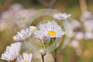 Closeup selective focus shot of blooming purple common daisies