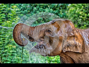 Closeup selective focus shot of a cute elephant drinking water with a happy facial expression