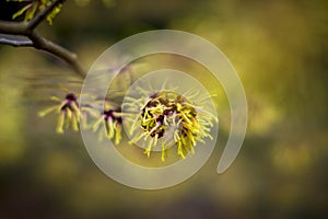 Closeup and selective focus shot of flowering Hamamelis intermedia or hybrid witch hazel
