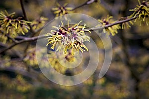 Closeup and selective focus shot of flowering Hamamelis intermedia or hybrid witch hazel