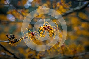 Closeup and selective focus shot of flowering Hamamelis intermedia or hybrid witch hazel