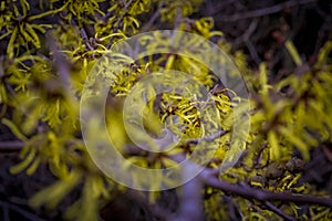 Closeup and selective focus shot of flowering Hamamelis intermedia or hybrid witch hazel