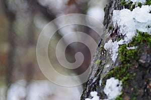 Closeup selective focus shot of a frozen tree trunk