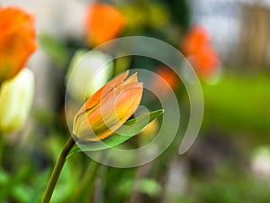 Closeup selective focus shot of an orange tulip bud