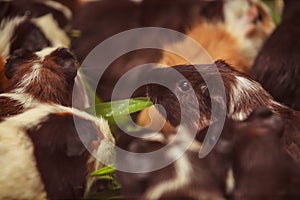 Closeup, selective focus on white, red brown guinea pigs eating morning green glory vegetable pet food. The domestic guinea pig