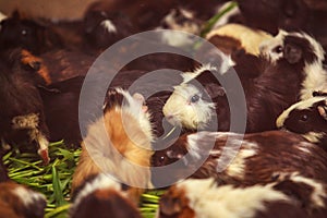 Closeup, selective focus on white, red brown guinea pigs eating morning green glory vegetable pet food. The domestic guinea pig