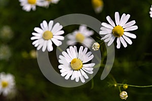 Closeup selective shot of beautiful Daisy flowers in a garden