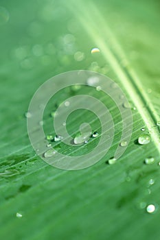 Closeup selective soft focus rain drop on green banana leaf s