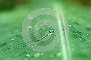 Closeup selective soft focus rain drop on green banana leaf surf