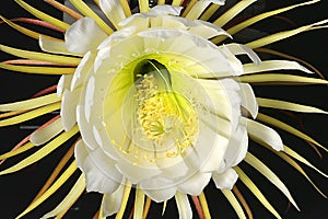 Selinicereus Peteranthus, Moonlight Cactus Flower Closeup, Isolated On Black photo