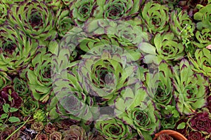 Closeup of Sempervivum charadzeae or houseleeks in spring garden photo