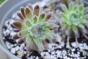 Closeup of Sempervivum Icicle Succulent