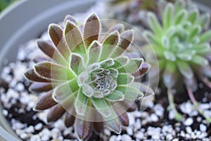 Closeup of Sempervivum Icicle Succulent