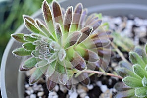 Closeup of Sempervivum Icicle Succulent