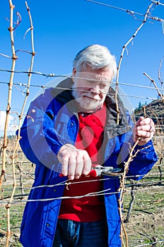 Portrait of senior male pruning grape vine branch in a vineyard