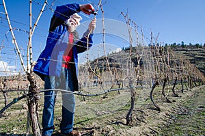 Senior male pruning grape vine branch in a vineyard