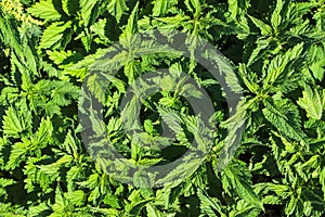 Closeup of serrated leaves of the stinging nettle plant as an organic green background