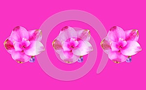 Closeup, Set three pink curcuma zanthorrhiza flowers blossom bloom isolated pink background, The beauty of natural flowers, Floral