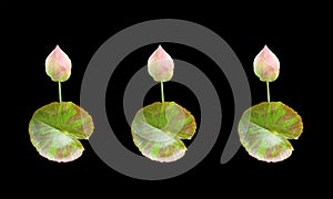 Closeup, Set water lily lotus flower and green leaf isolated on black background for stock photo, summer flowers. floral for