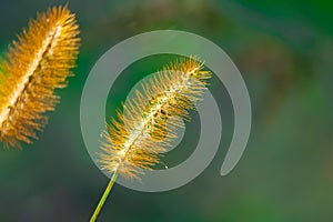 Closeup of Setaria plant in a garden with blurred background