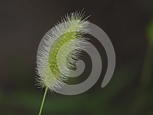 Closeup of Setaria viridis, green foxtail, green bristlegrass or wild foxtail millet