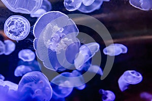 Closeup of Several Beautiful Moon Jellyfish (Aurelia aurita) Lit with a Blue Light