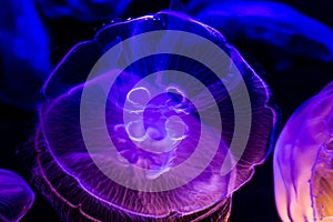 Closeup of Several Beautiful Moon Jellyfish Suspended in Water with a Soft Bioluminescence photo
