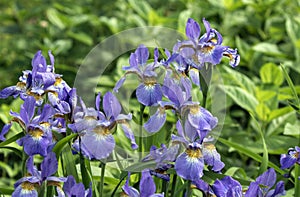 Closeup of several blue flowers Siberian Iris