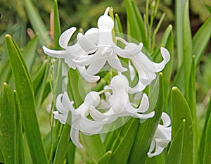 closeup several white perennial Hyacinth flowers, Hyacinthus in Spring