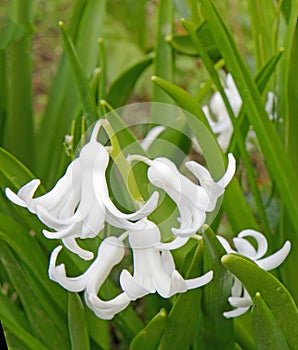 closeup several white perennial Hyacinth flowers, Hyacinthus in Spring photo