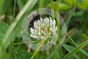 Closeup shaggy bumblebee with big eyes on white clover, Dutch clover, Ladino clover, Ladino, Trifolium repens photo