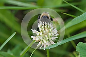 Closeup shaggy bumblebee on white clover, Dutch clover, Ladino clover, Ladino, Trifolium repens photo