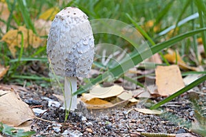 Closeup of a shaggy mane miron royer mushroom in a forest