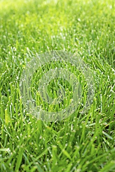 Closeup shallow focus of healthy green grass residential lawn in sunshine,