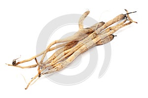 Closeup of Shatavari roots, isolated on white background.