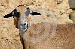 Closeup sheep of Cameroon